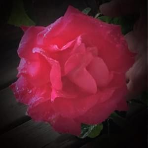 Meet your Posher, Sherry